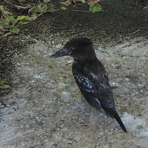 Melanistic Laughing Kookaburra (Dacelo novaeguineae)