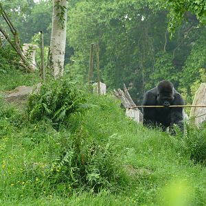Silverback and stick, June 2018 #1