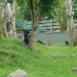 Silverback and stick, June 2018 #2