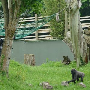 Silverback and stick, June 2018 #3