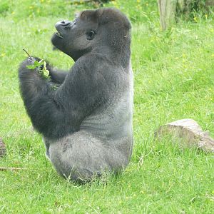 Silverback and stick, June 2018 #4