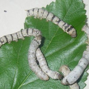 Silk moth (Bombyx mori) caterpillars