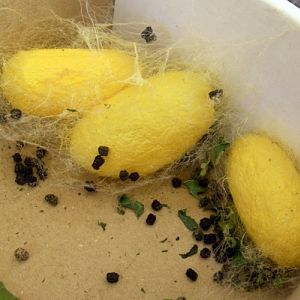 Silk moth (Bombyx mori) cocoons
