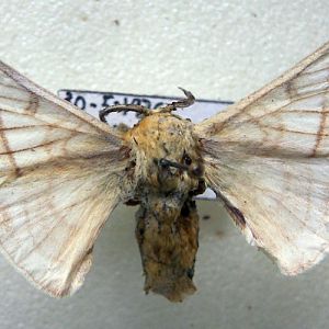 Silk moth (Bombyx mori) adult male pinned