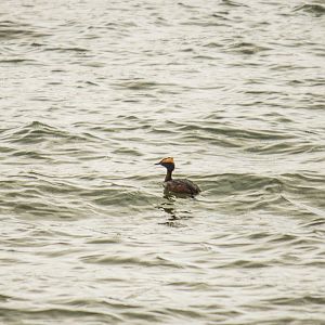 Horned grebe, Podiceps auritus auritus