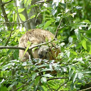 Howler Monkeys, 13 June 2018