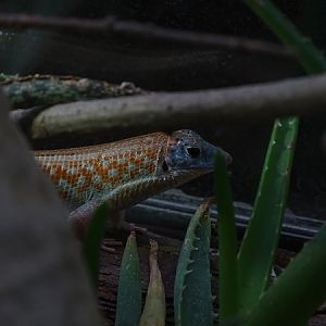 Peter's keeled cordylid (Tracheloptychus petersi)