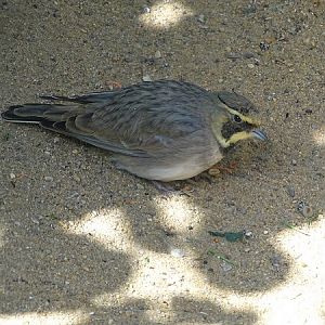 Horned Lark