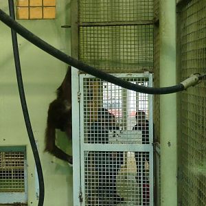 Close encounter with the orangs, June 2018