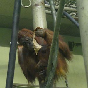 Anette with enrichment, June 2018
