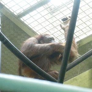 Jiwa with enrichment, June 2018