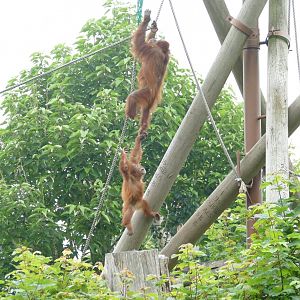 Dana and Kea, June 2018