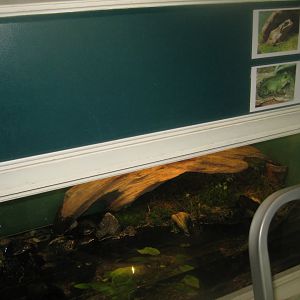 Riga Zoo - House for Latvian herps - Pool frog exhibit