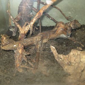 Riga Zoo - House for Latvian herps - Common spadefoot exhibit