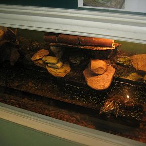 Riga Zoo - House for Latvian herps - Marsh frog exhibit