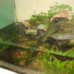 Riga Zoo - House for Latvian herps - Crested newt exhibit