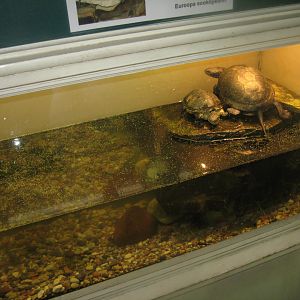 Riga Zoo - House for Latvian herps - Turtle exhibit