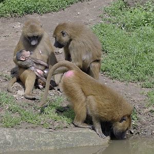 Baboon domesticity