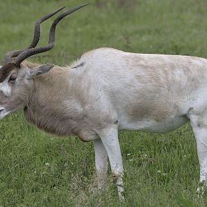 Addax