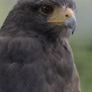 Harris hawk