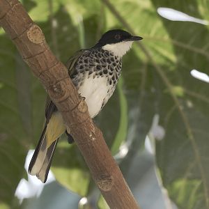 Scaly-breasted bulbul