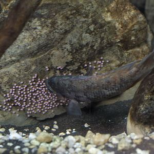 Kotsovato cichlid tending eggs