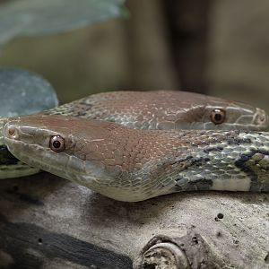 Moellendorff's rat snakes