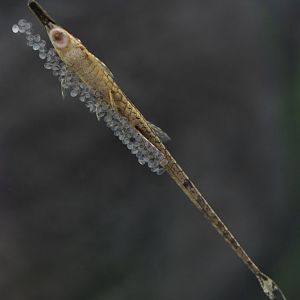Twig catfish guarding eggs