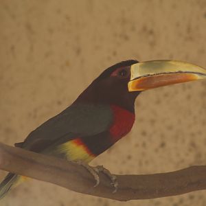 Northern Ivory-Billed Araçari