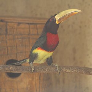 Northern Ivory-Billed Araçari