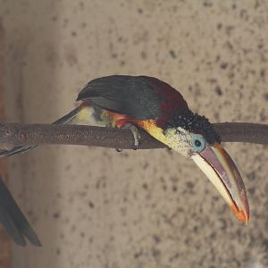 Curl-Crested Araçari