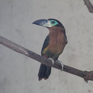 Golden-Collared Toucanet