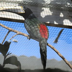 Black-Necked Araçari