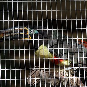 Chestnut-Eared Araçari