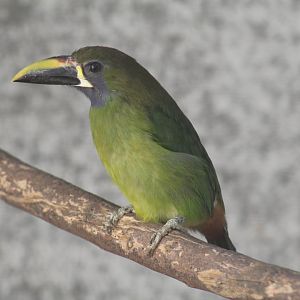 Blue-Throated Toucanet
