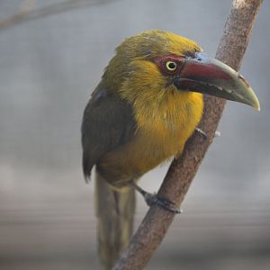 Saffron Toucanet