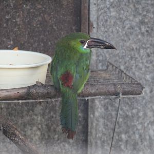 Crimson-Rumped Toucanet