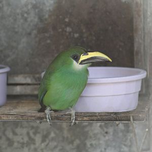 White-Throated Toucanet