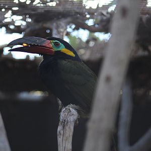 Guianan Toucanet
