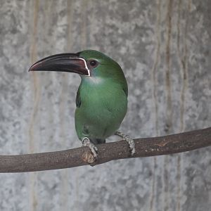 Chestnut-Tipped Toucanet