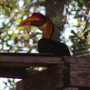 Sunda Wrinkled Hornbill
