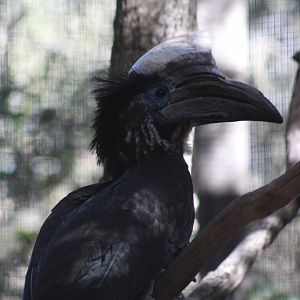 Yellow-Casqued Hornbill