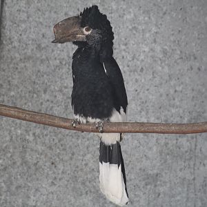 Silvery-Cheeked Hornbill