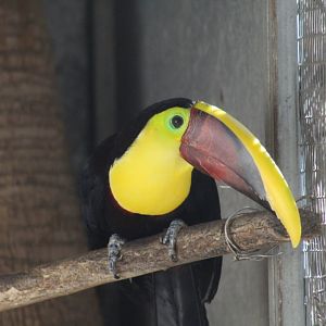 Chestnut-Mandibled Toucan