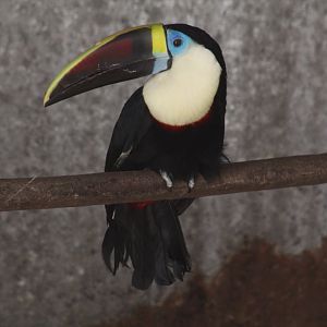 Red-Billed Toucan
