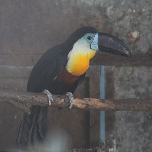 Channel-Billed Toucan