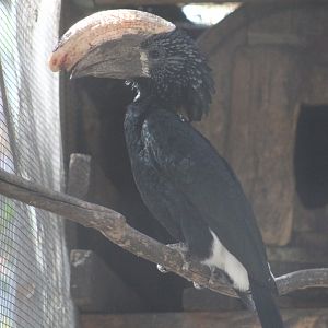 Silvery-Cheeked Hornbill