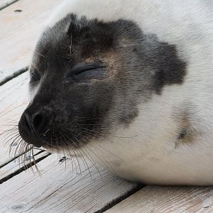Harp Seal