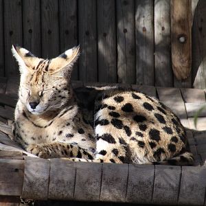 Serval
