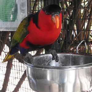 Black-capped Lory